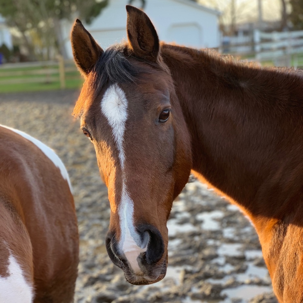 Meet your Posher, Lauren
